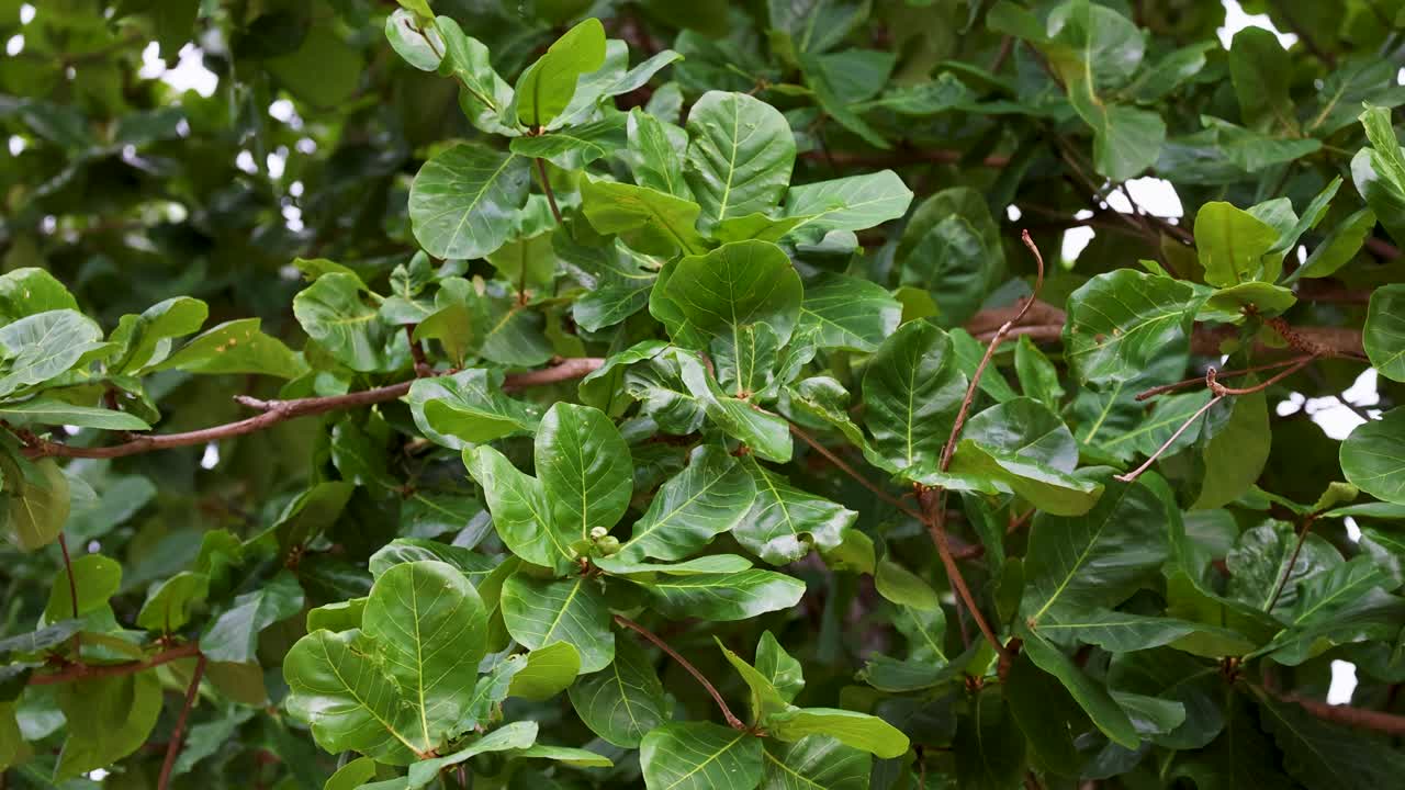 푸른 잎자루가 바람이 불어오는 폭풍 속에서 활기차게 흔들리며 자연의 역동적인 움직임과 활기찬 색을 보여줍니다.