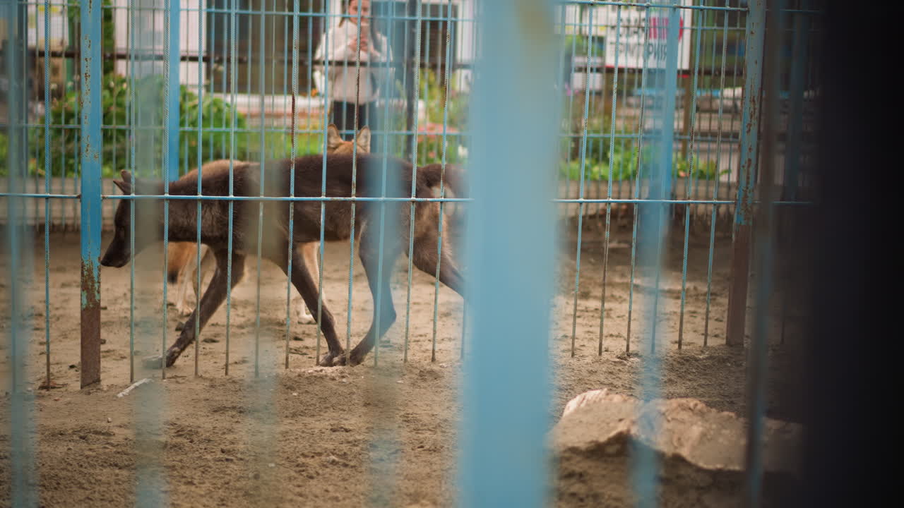 canil enlameado com cães vadios andando atrás de barras de metal, cerca enferrujada e chão de terra; voluntários e cuidadores se movem entre os canis enquanto animais ansiosos cheiram, latem e andam em círculos em um abrigo urbano sombrio