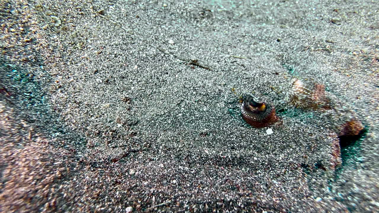 같은 색의 모래로 위장 된 플라운더 우물