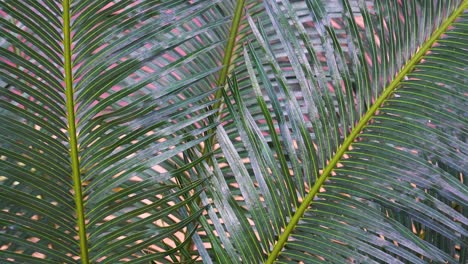 palm fronds closeup. static view