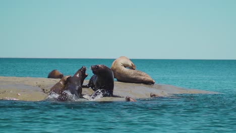 leones marinos escalando en la isla luchando por un lugar