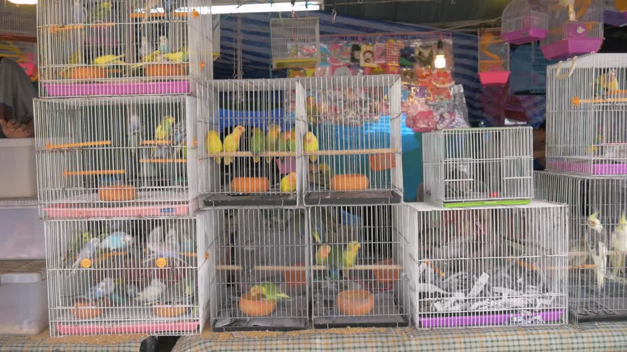 loros en jaulas en el mercado de tailandia