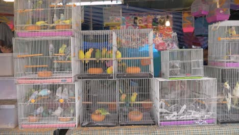 parrots in cages at the market in thailand