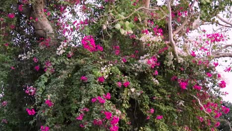 pink flower tree from low angle at day