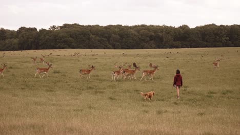 a person walking with a dog through a field, surrounded by deer grazing nearby