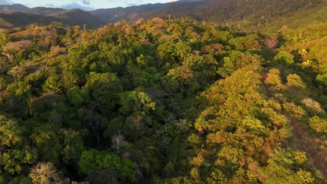 imágenes aéreas de drones de jaco costa rica selva costera árboles jungla américa central
