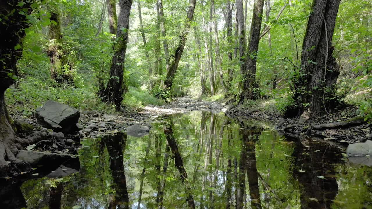 imágenes de drones muy bajas de un pequeño río en el bosque, movimiento lento río abajo, horario de verano, tzarevo, bulgaria