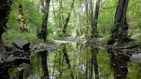very low drone footage of small river in the forest, slow downstream movement, summer time, tzarevo, bulgaria