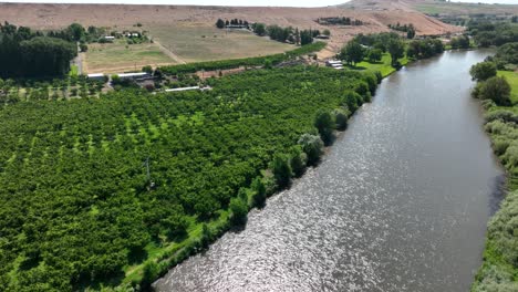 Vista-Aérea-Del-Río-Yakima-Con-Un-Gran-Huerto-A-Lo-Largo-De-Su-Costado