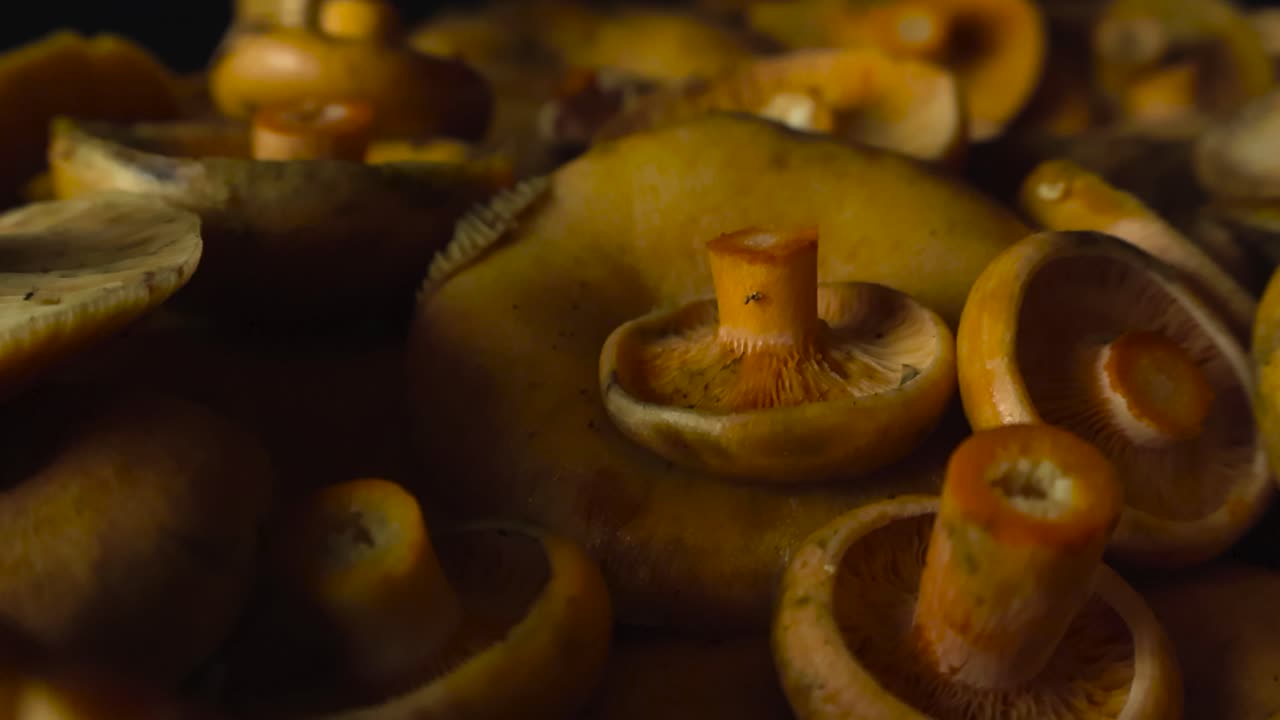 Close up view gliding over golden yellow and orange milkcap mushrooms freshly harvested from the forest and placed in a woven traditional basket in front of a black studio background. Shallow depth