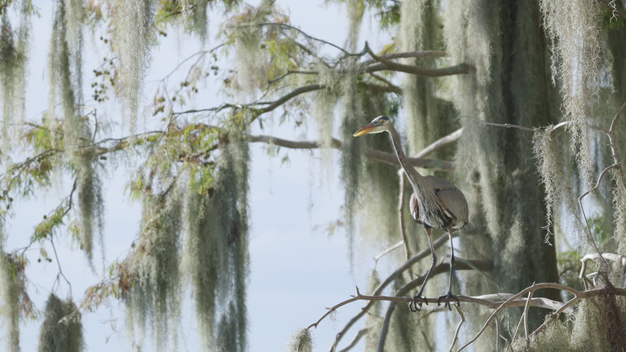 Great Blue Heron Perched Cypress Tree Moss Flying Away