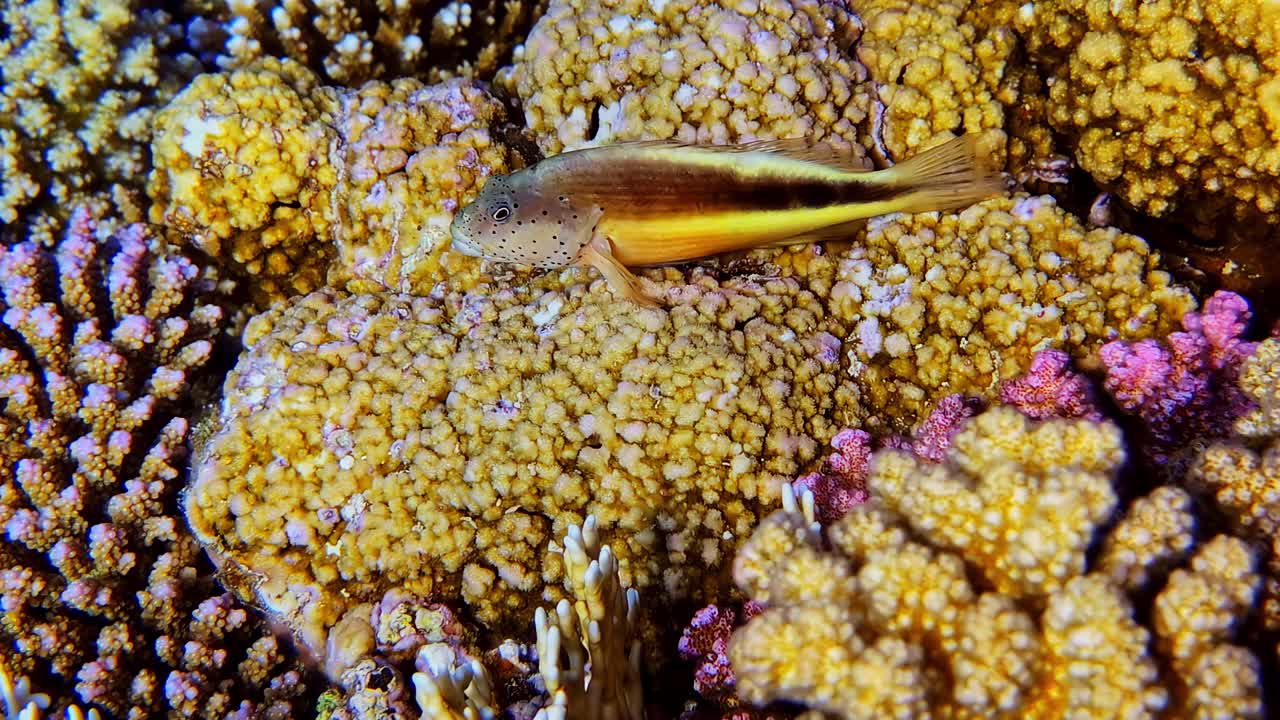 Freckled Hawkfish Lying On The Coral Reefs Under The Sea. - underwater shot