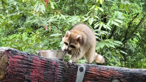 un mapaches comiendo de un cuenco en un entorno forestal