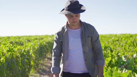 The-farmer-walks-in-the-vineyard,-looking-at-the-grapes-and-their-vines.