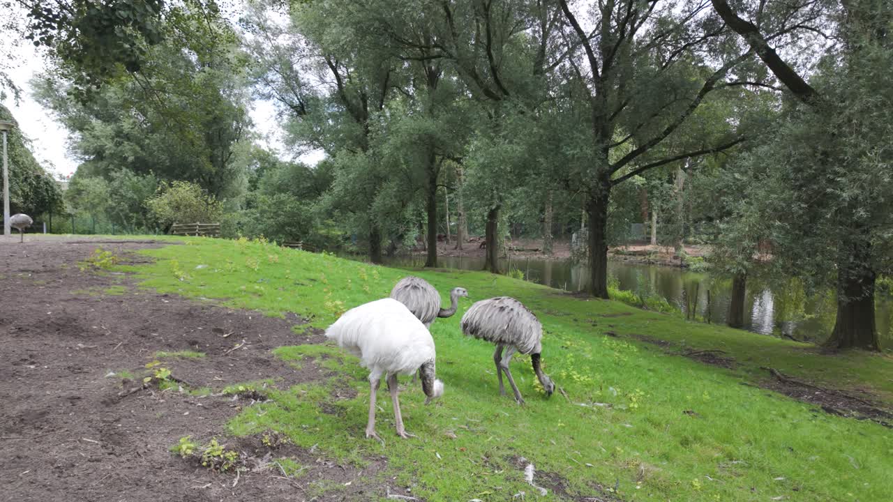 Emus grazing in Amsterdam’s Amstelpark surrounded by lush trees
