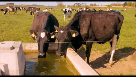 thirsty cows drinking water