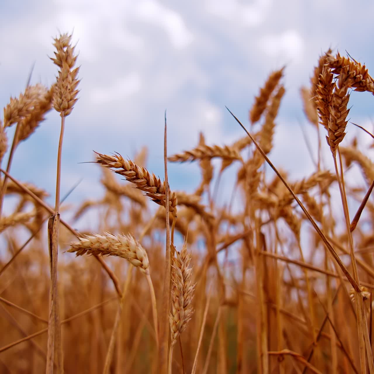Agricultural farming harvesting. Yellow summer ripe wheat cereal field