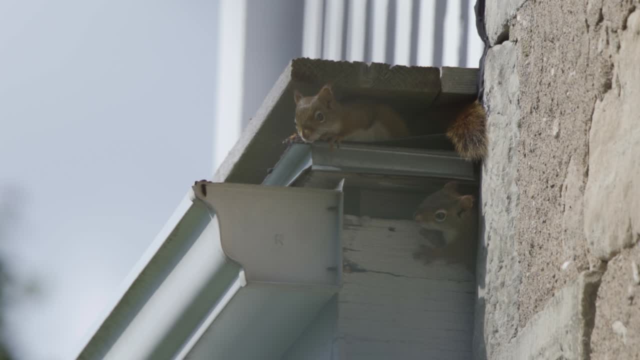 Two Baby American Red Squirrels Hiding On A House Rooftop Nest