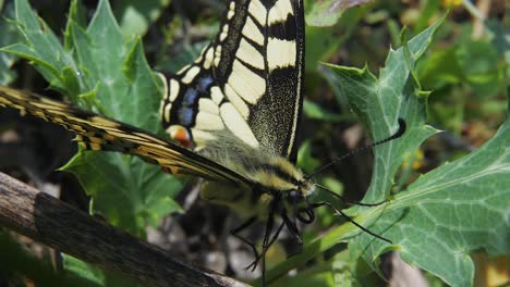 Extreme-close-up:-beautiful-black-and-yellow-monarch-butterfly-resting-on-green-foliage,-slow-motion