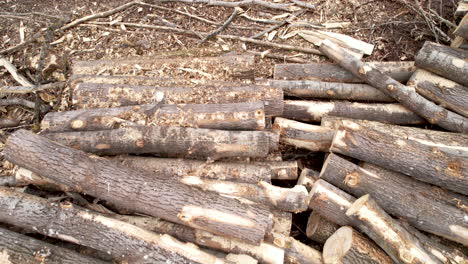 Logs of felled trees stacked on piles, deforestation concept