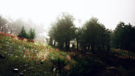 Foggy-summer-morning-in-the-mountains