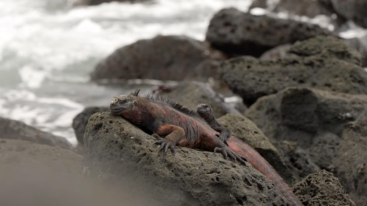 Due iguane marine siedono su una roccia mentre le onde si infrangono sullo sfondo nelle Isole Santa Cruz, nelle Isole Galápagos