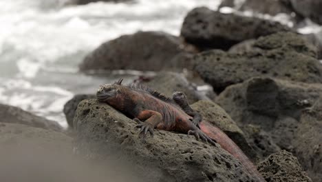 Dos-Iguanas-Marinas-Se-Sientan-En-Una-Roca-Mientras-Las-Olas-Rompen-En-El-Fondo-En-Las-Islas-Santa-Cruz-En-Las-Islas-Galápagos.