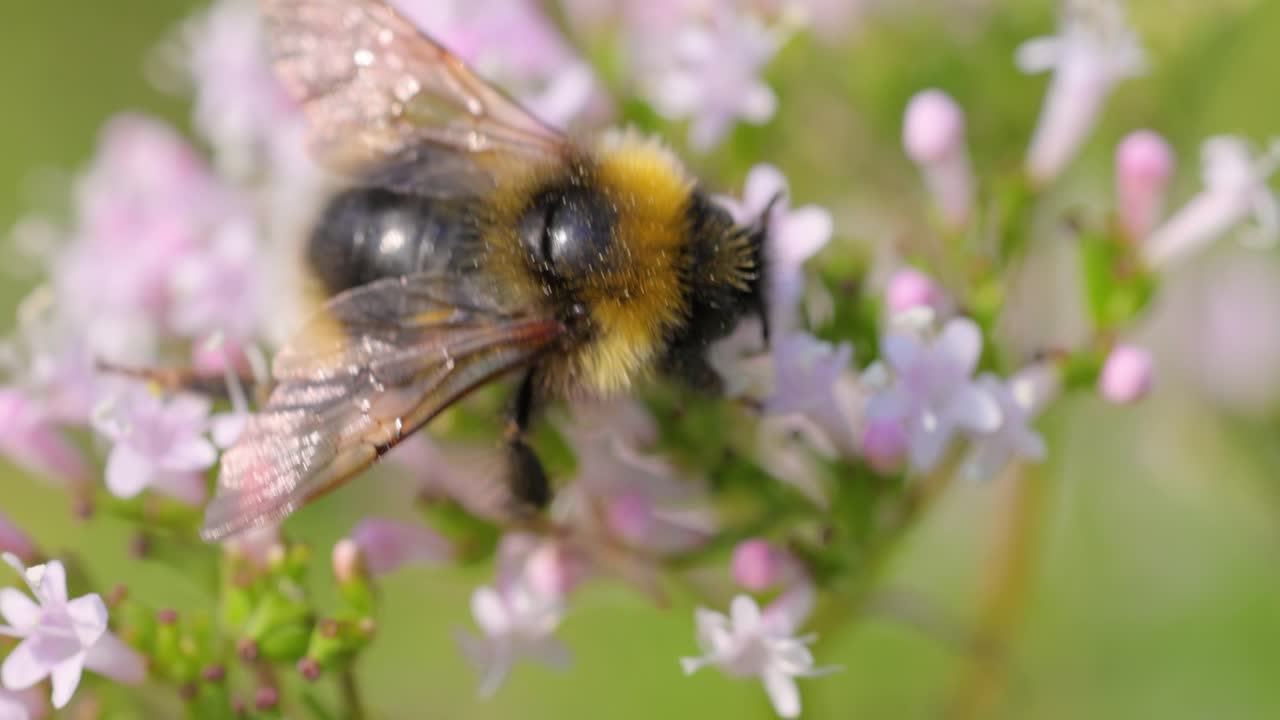 Bumblebee collects flower nectar at sunny day. Bumble bee in macro shot in slow motion.
