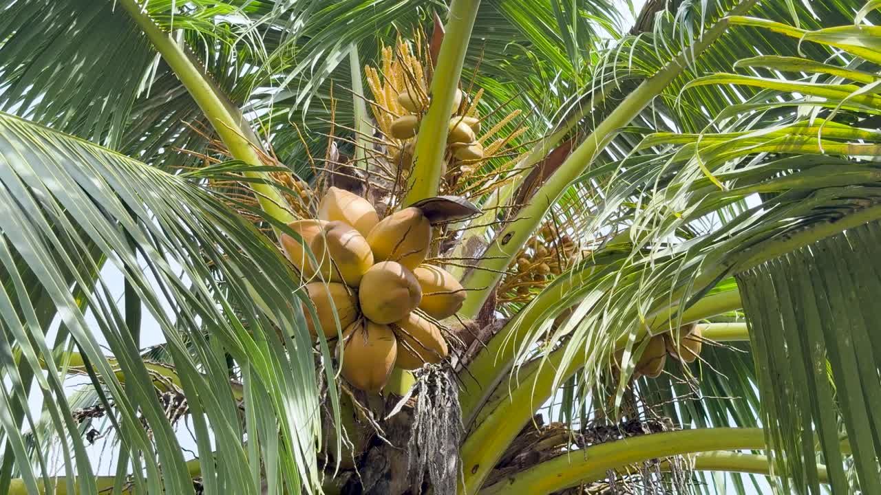 A static medium shot captures clusters of yellow coconuts and green fronds under bright sunlight