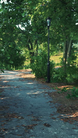 a path through the trees