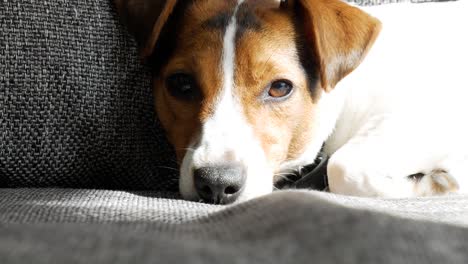 jack russell terrier salta del sueño cuando escucha ruidos extraños, cierra