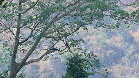 Great-Hornbills,-Buceros-bicornis,-one-by-one-flying-from-a-tree-on-the-ridge-towards-a-fruiting-tree-to-eat-during-the-afternoon