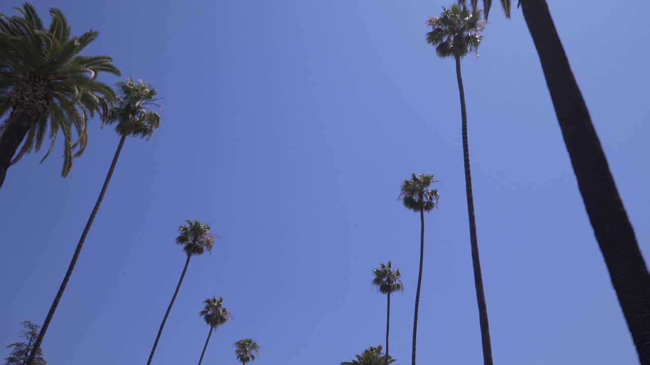 Minimalist skyward view of tall Southern California palms set against a clear blue sky. A serene, iconic composition capturing the elegance, verticality, and coastal charm of LA’s urban nature