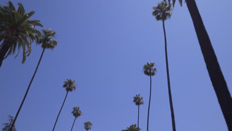 minimalist skyward view of tall southern california palms set against a clear blue sky. a serene, iconic composition capturing the elegance, verticality, and coastal charm of la’s urban nature