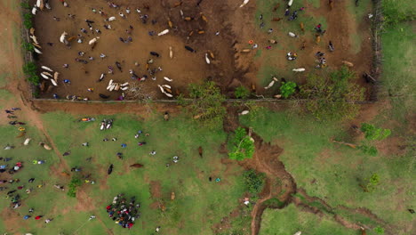 cattle and people gathering at kako tribal market - aerial