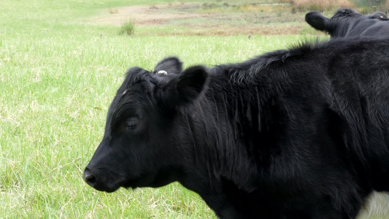 건강 한 초록색  에서 서 있는 호기심 많은 검은 소