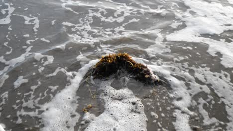 montón de algas en una playa siendo arrastradas por pequeñas olas