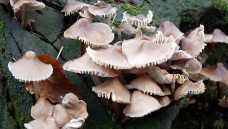 el crecimiento de hongos del bosque de otoño en el tronco de un árbol del bosque cariado dolly closeup derecho