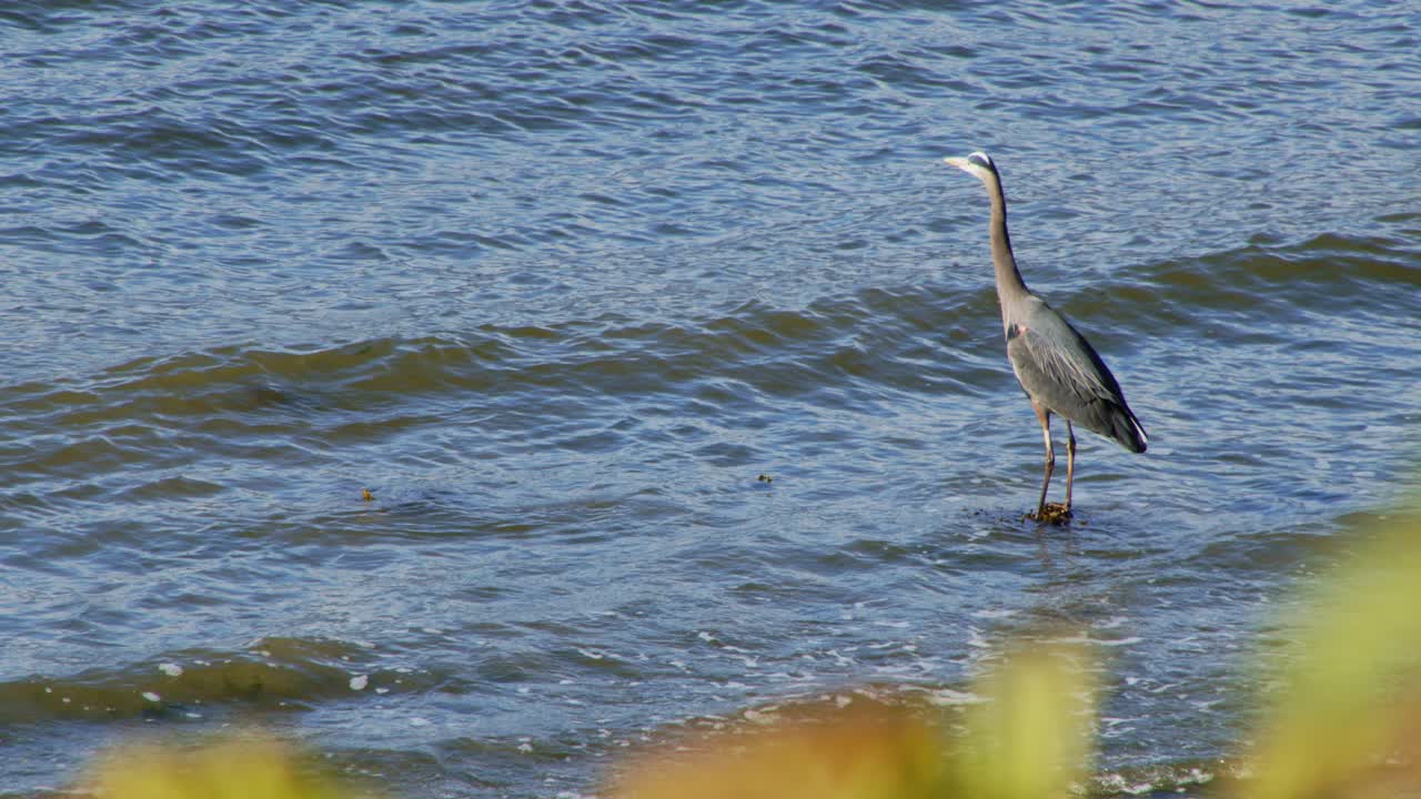 цапля на берегу моря, затем улетает