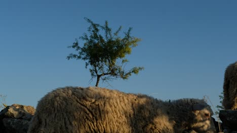 animal walking in nature