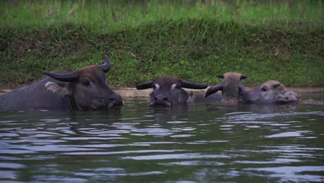 close-up water buffalo playing on the water