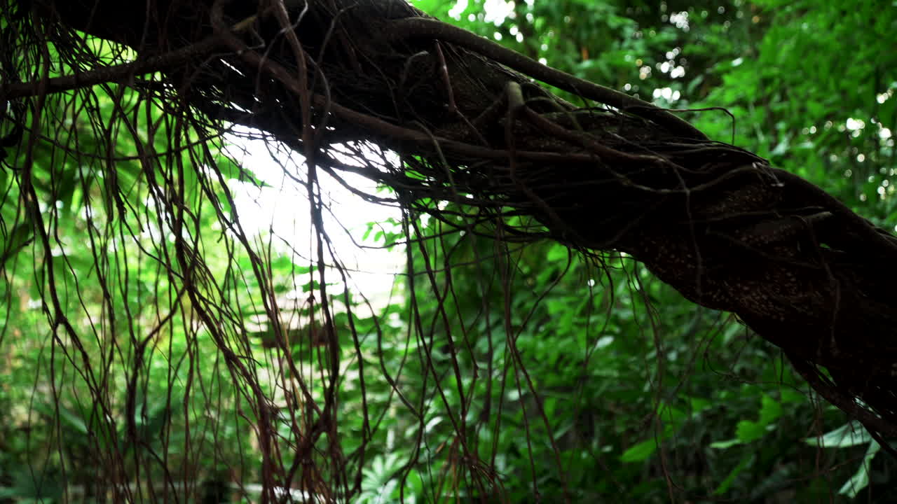 雨林中的一棵柳樹 (liana)