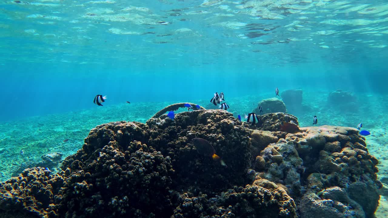 escuela de coloridos peces de arrecife tropical nadando sobre hermosos arrecifes de coral
