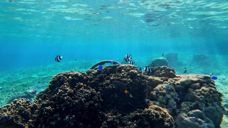 school of colorful tropical reef fish swimming over beautiful coral reefs