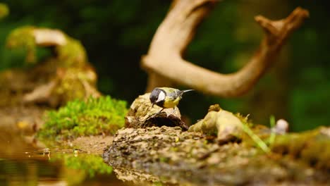 Great-Tit-in-Friesland-Netherlands-hops-along-down-to-water-picking-up-food-with-beak-and-flying-away