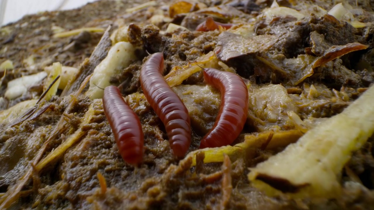 Close-up de ângulo muito baixo de vários vermes segmentados, brilhantes e de cor marrom-avermelhada repousando em composto úmido composto por cascas de vegetais desfiadas, planta fibrosa