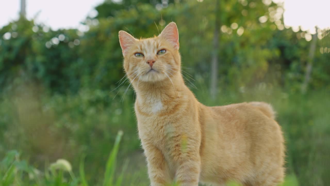 Gatto domestico arancione che cammina con eleganza sull'erba verde alla luce naturale, mettendo in mostra il comportamento degli animali domestici, l'indipendenza felina e la bellezza degli animali in un ambiente esterno tranquillo