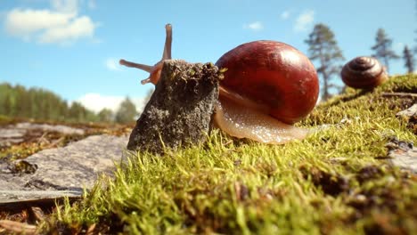 Snail-slowly-creeping-along-on-green-moss