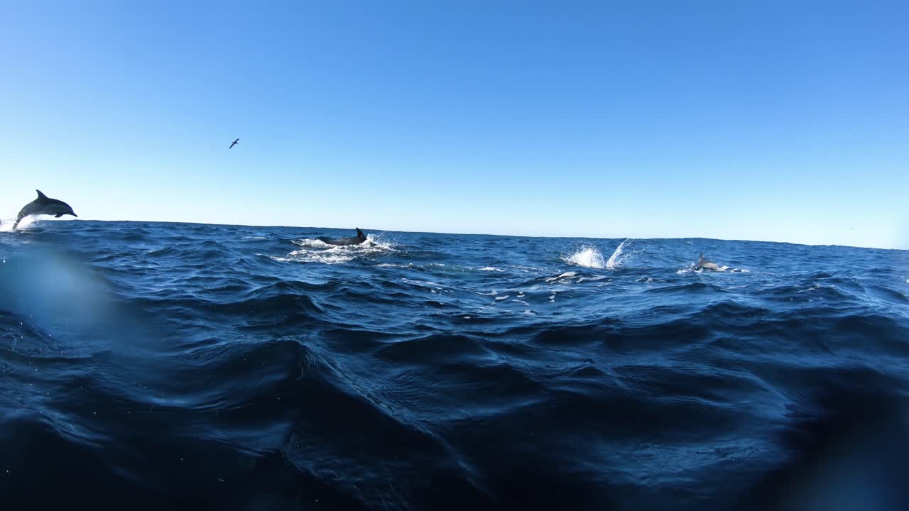 Dolphins jumping out of the water, underwater and top view, lens flare