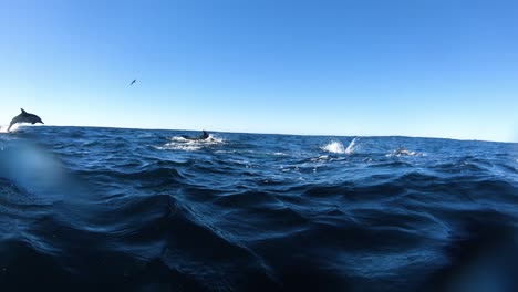 Dolphins-jumping-out-of-the-water,-underwater-and-top-view,-lens-flare